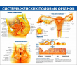 079_1300х1000 - система женских половых органов