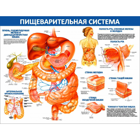 Пищеварительная система